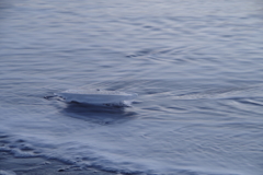 波とジュエリーアイス