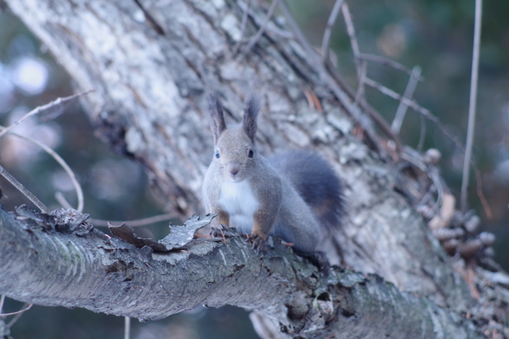 こっちを見ているリス