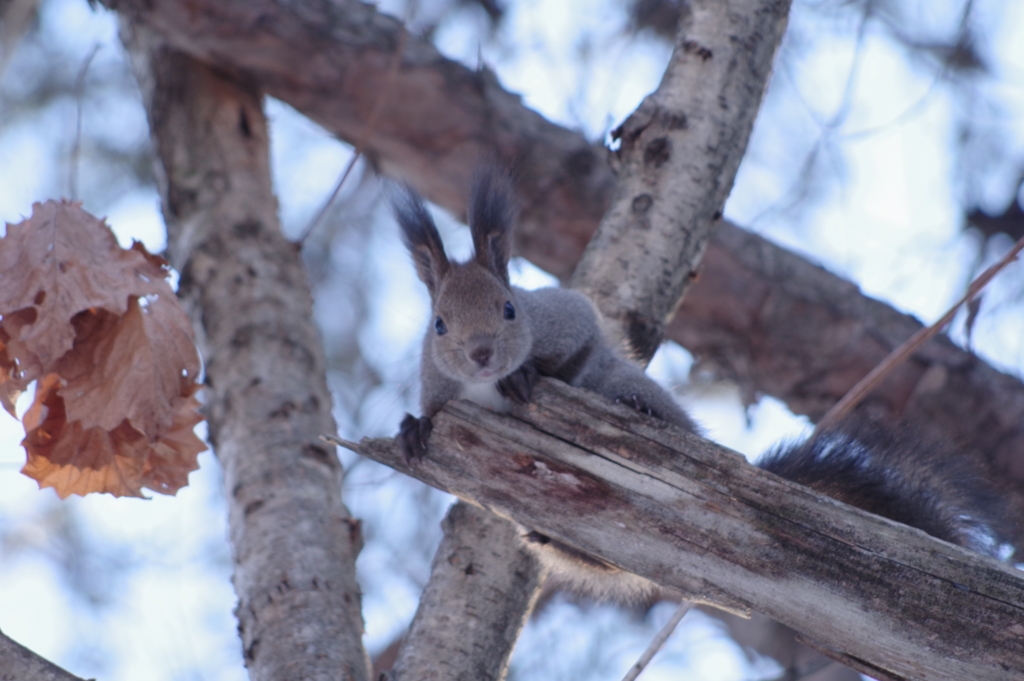 人を観察するリス
