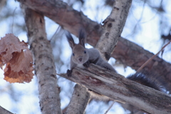 人を観察するリス