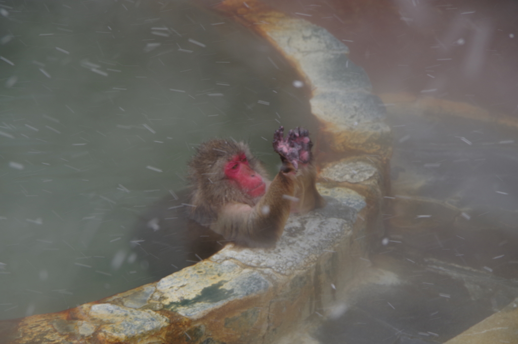 雪の中温泉にうっとりする猿