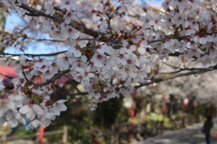 岳温泉　桜坂（アップ）