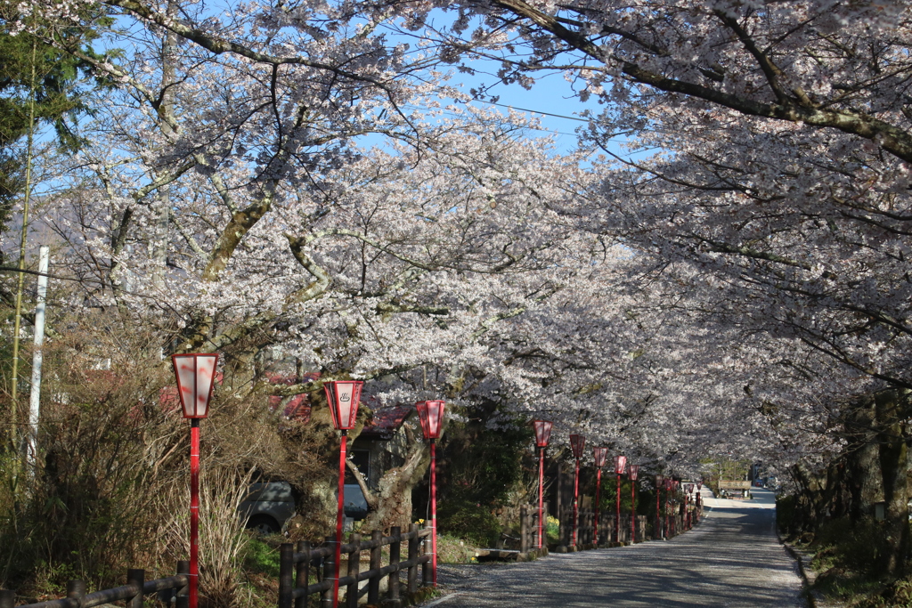 岳温泉　桜坂