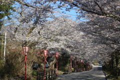 岳温泉　桜坂