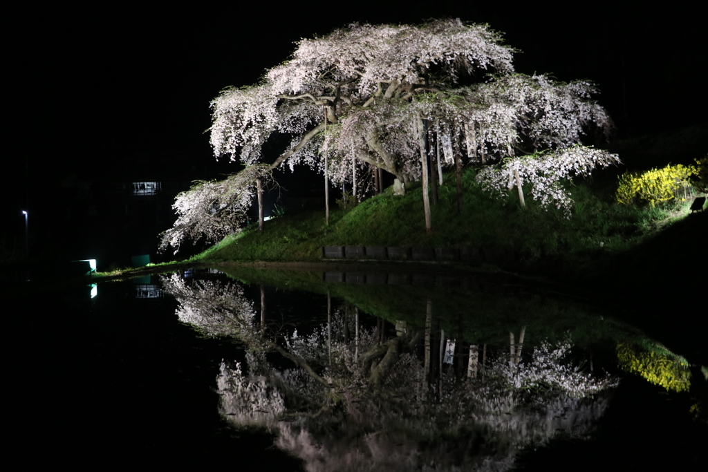 中島の地蔵桜