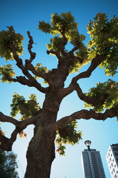 古さの中の新しさ