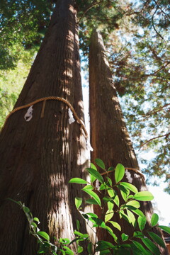 開運！三社巡りの旅