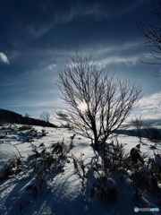 厳冬から春に向けて