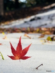 雪と紅葉のコントラストが、あまりに綺麗だったので。