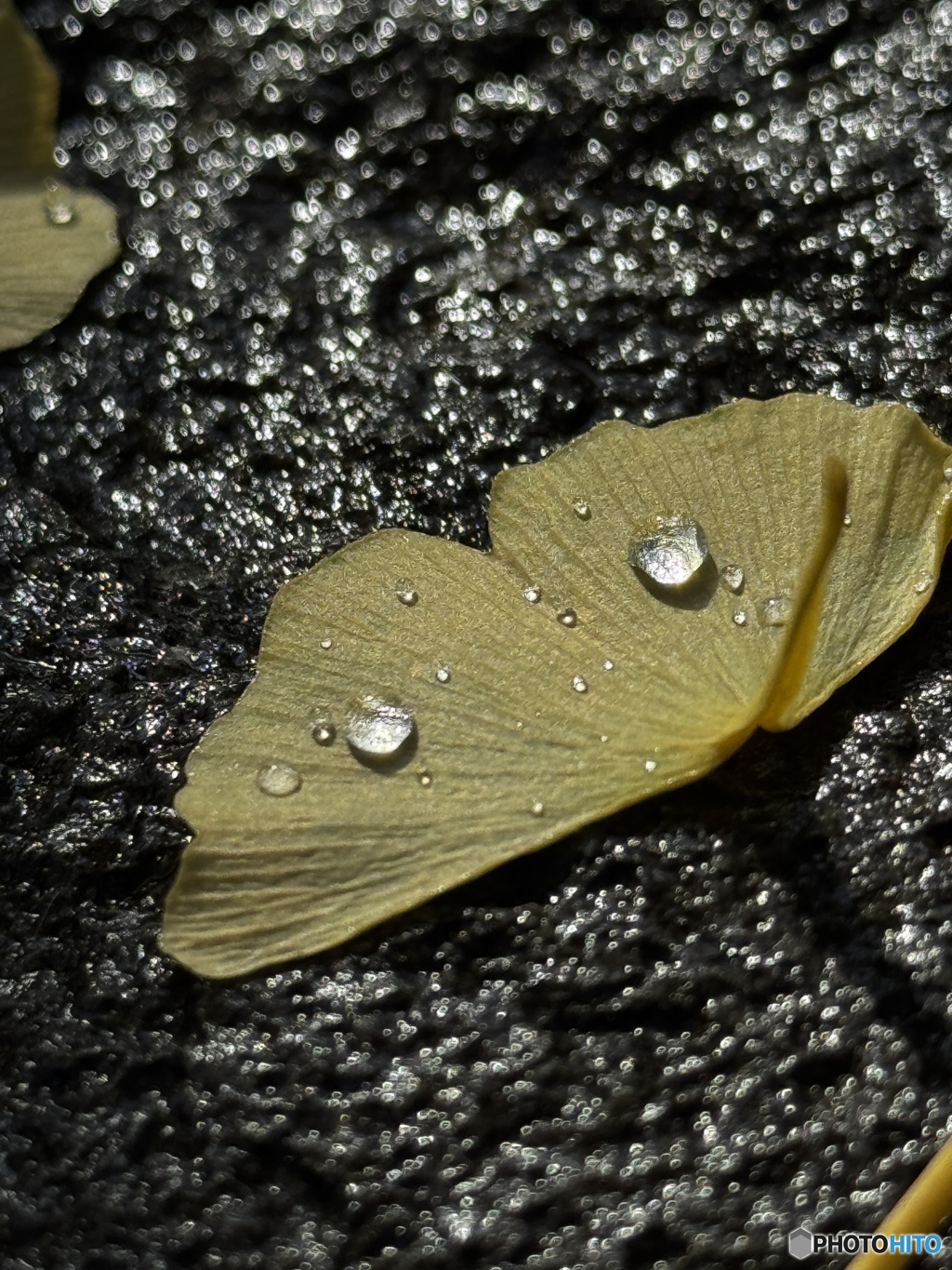 落葉の中に宝探し