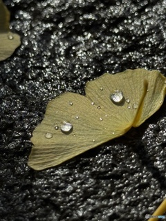 落葉の中に宝探し