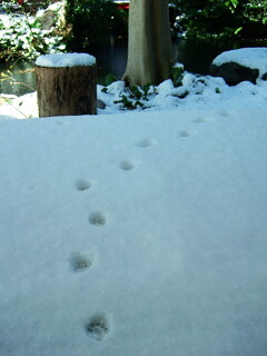 背光の選択 - Never Betray Thine Own Will -