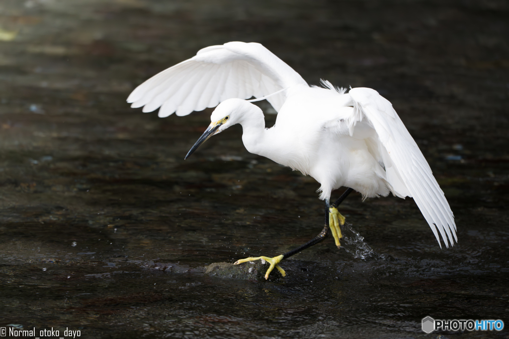 初めての野鳥撮影