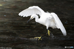 初めての野鳥撮影