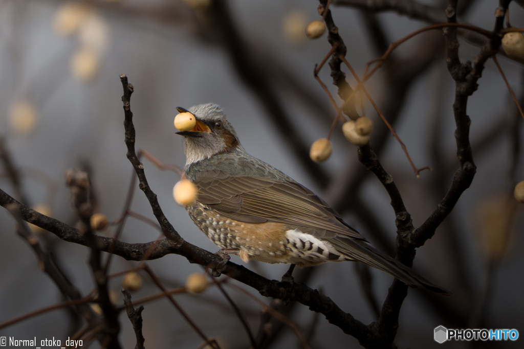 果実？を咥える野鳥