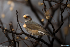 果実？を咥える野鳥