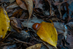 CONTAX Planar T* 50mm F1.4 AEJ 