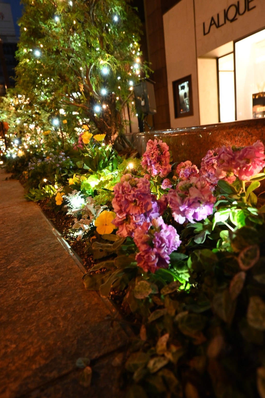 光に包まれて咲く