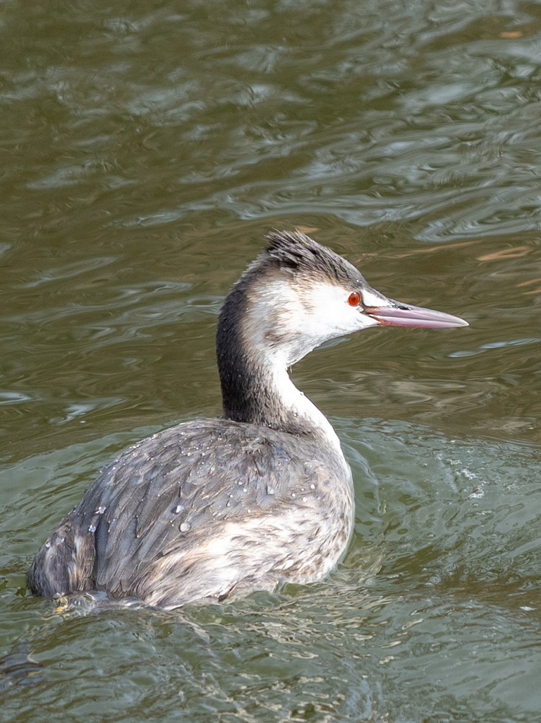 光に照らされて目が真っ赤のカンムリカイツブリ