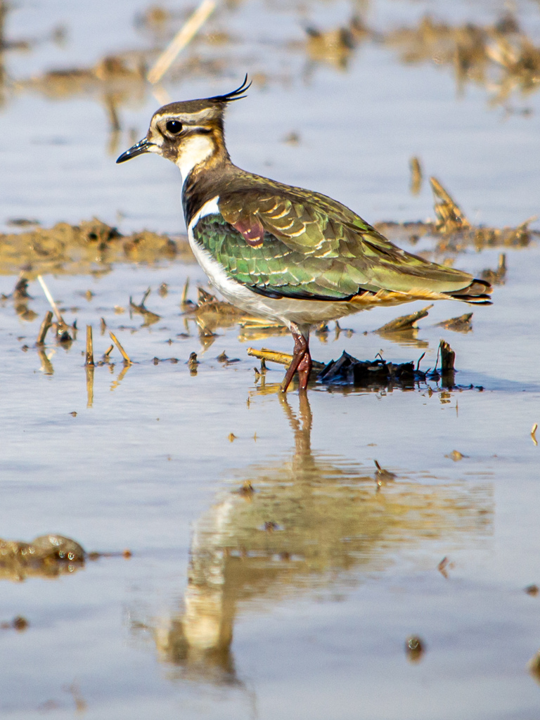 タゲリ呼び出し成功