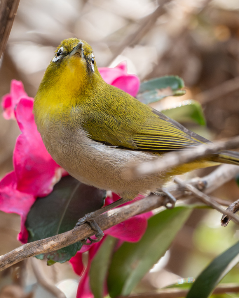 正面からのメジロとサザンカ