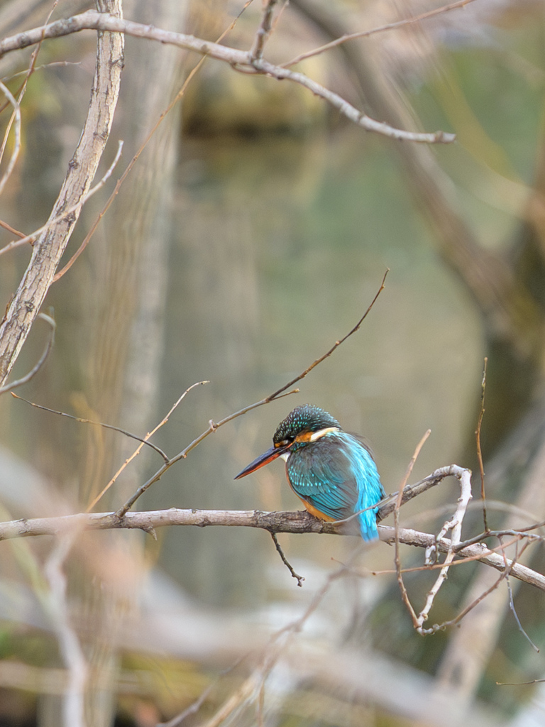 魚を探しまくる人を撮る人