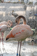 神々しいフラミンゴ