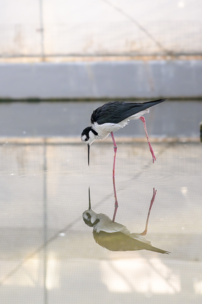 真っ直ぐ下を見てるクロエリセイタカシギ