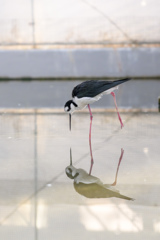 真っ直ぐ下を見てるクロエリセイタカシギ