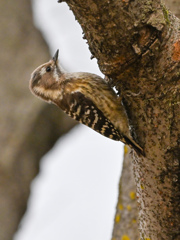 鳴き声と見た目のギャップある人