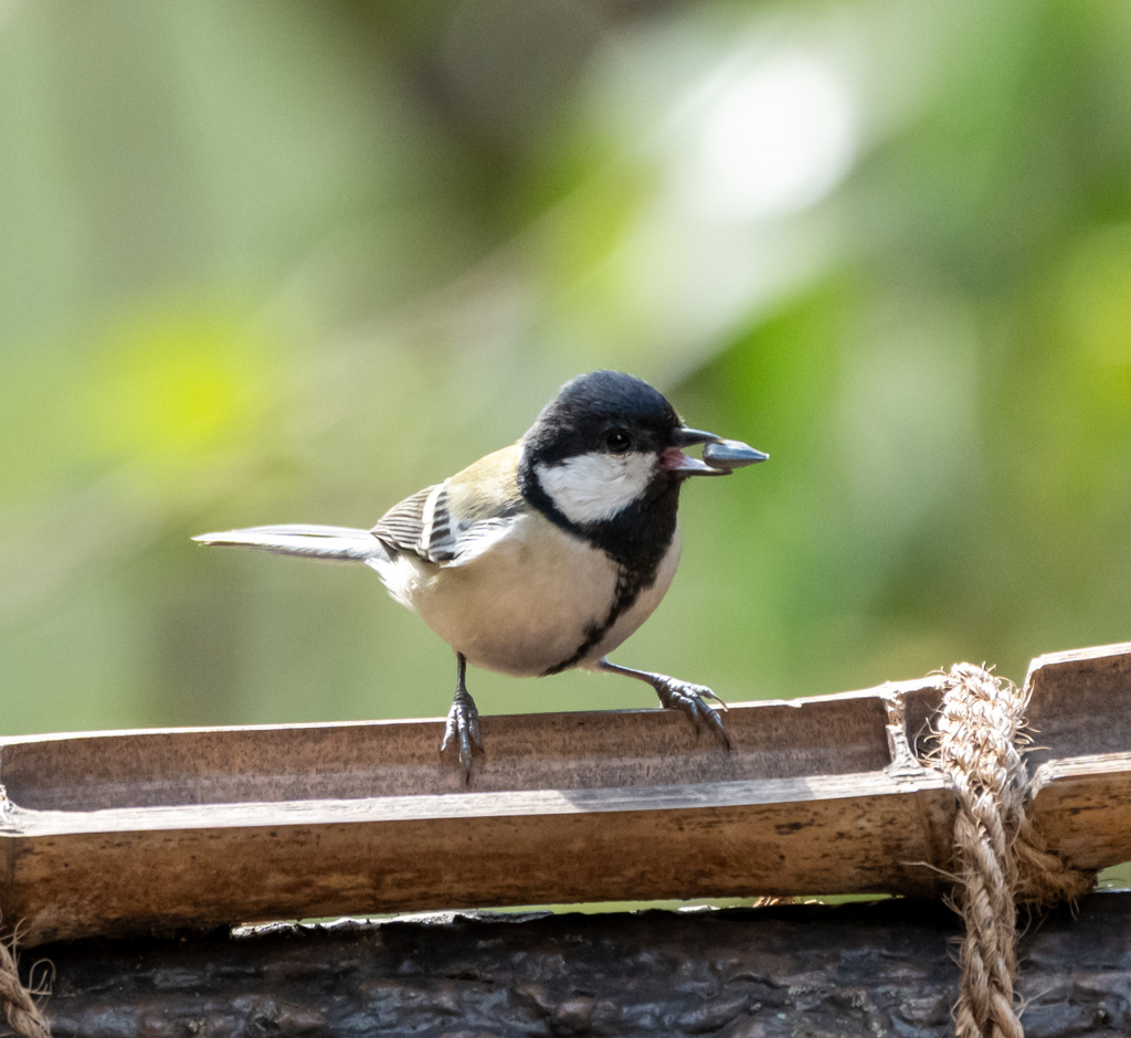 餌ゲットしたシジュウカラさん