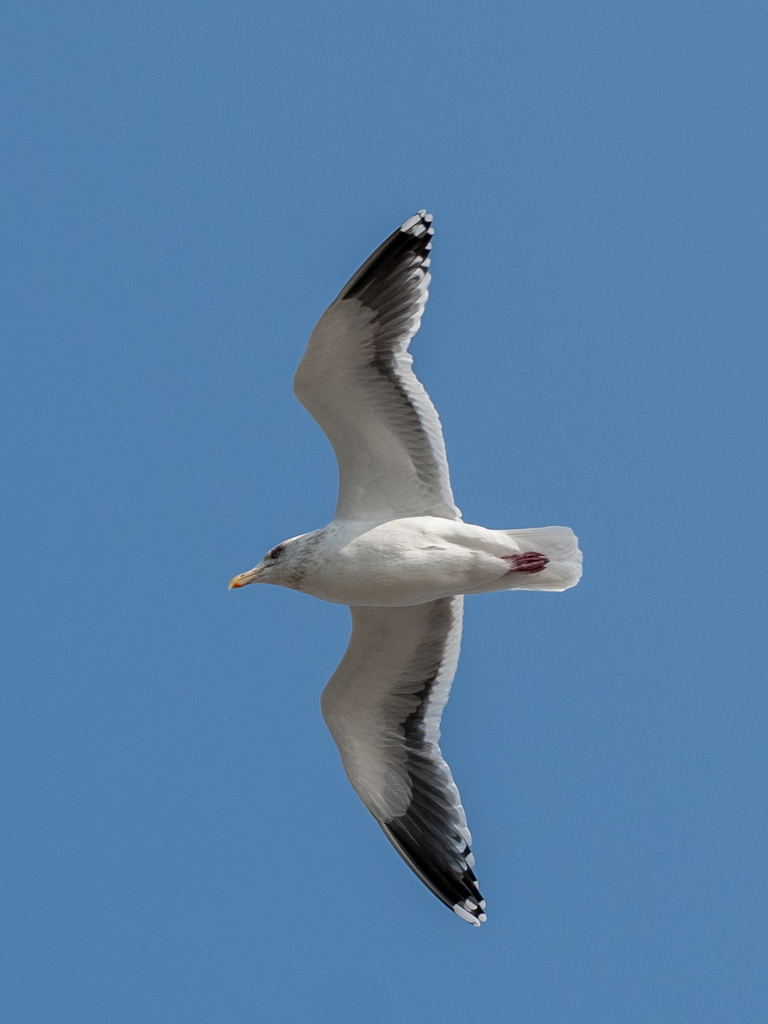 近すぎたカモメ