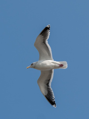 近すぎたカモメ