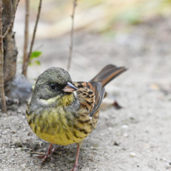 足元にいたアオジ、え？撮っていいんですか？