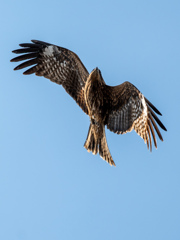 トビin日間賀島
