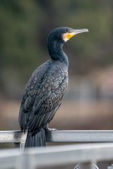 朝日を見るカワウ