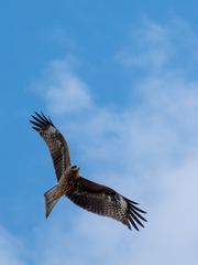 掛川花鳥園に現れたトビ