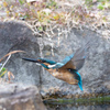 捕食失敗したカワセミ