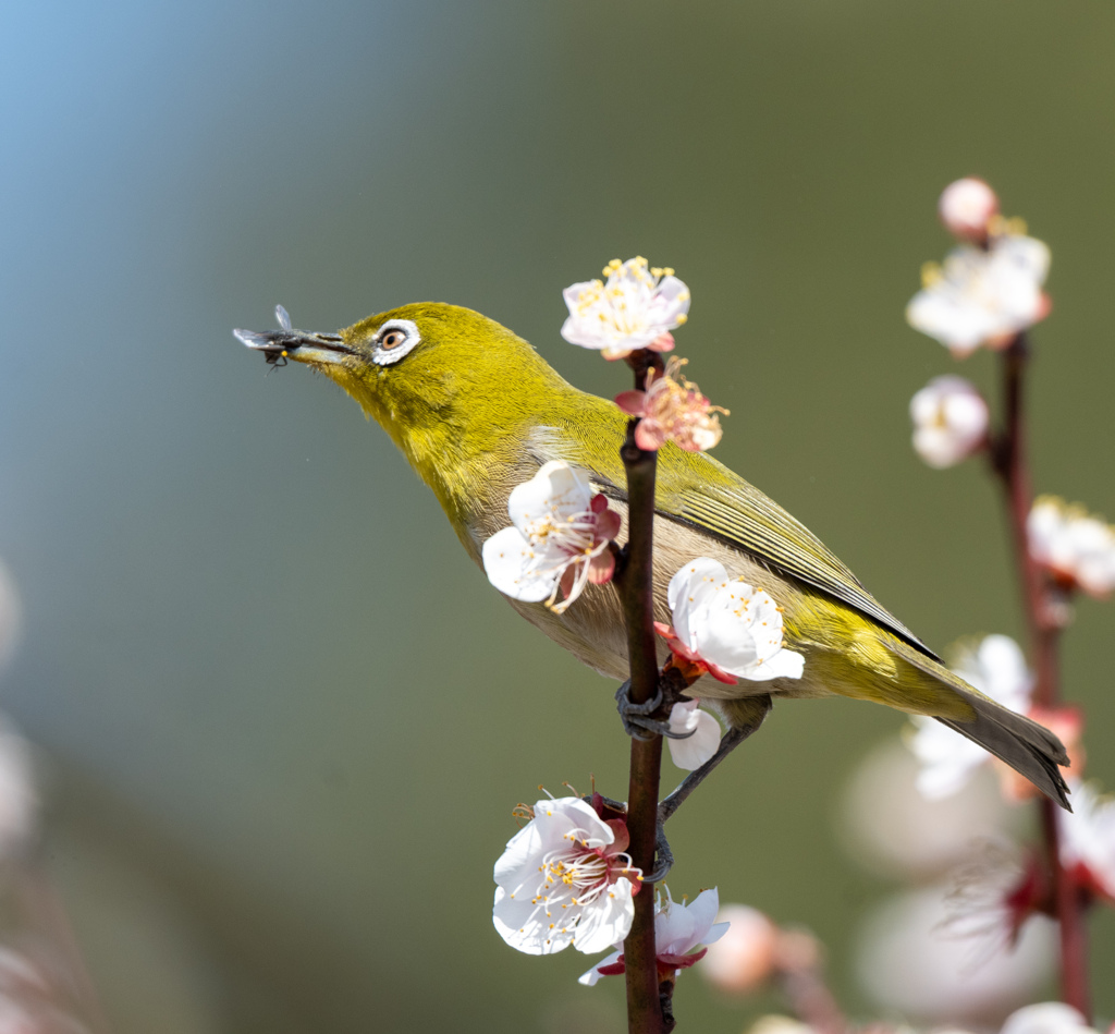 梅の蜜吸いに来たけどハエを捕まえちゃったメジロ