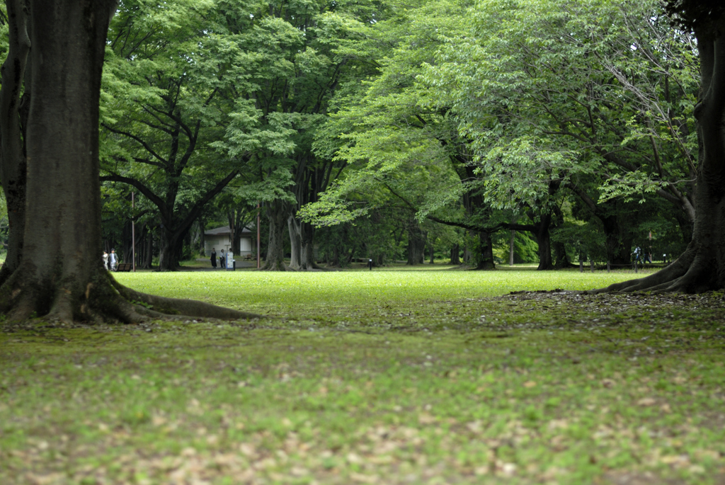 新緑の昭和記念公園
