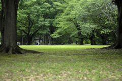 新緑の昭和記念公園