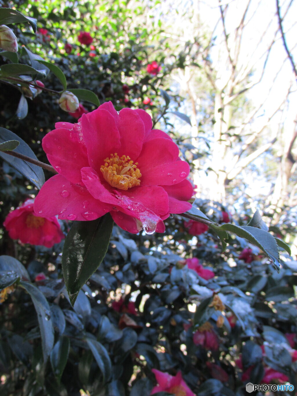 ツバキ？サザンカ？さーどっち？