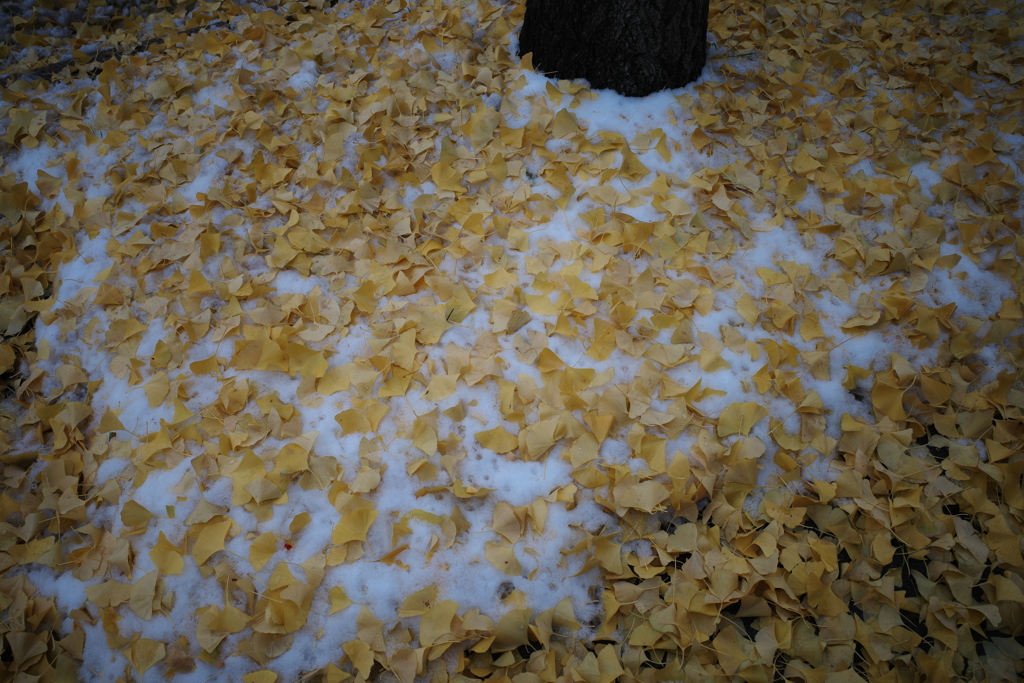 1762585209000_R0021203