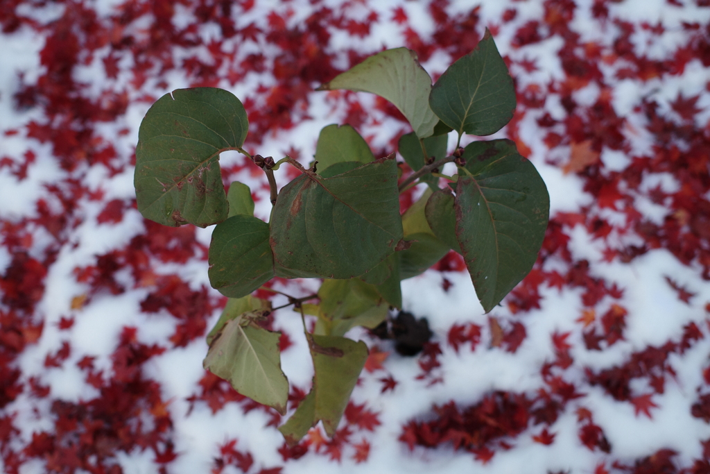 1762585969000_R0021224