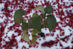 1762585969000_R0021224