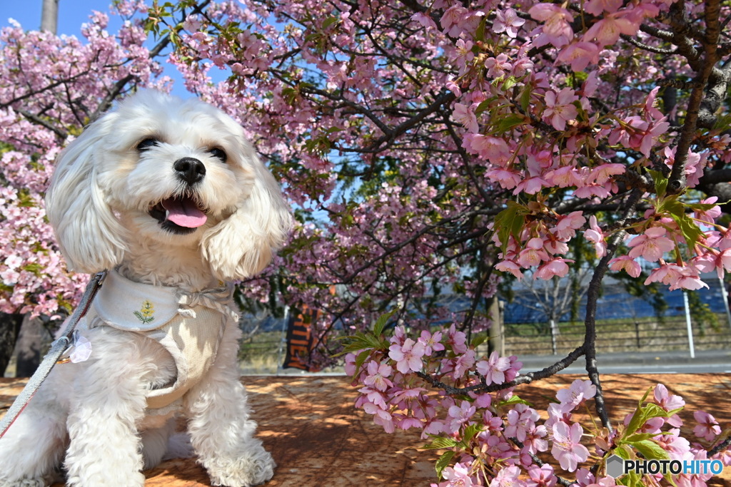 春花とキャバマル。