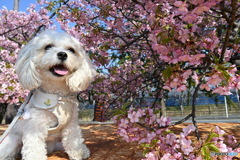 春花とキャバマル。