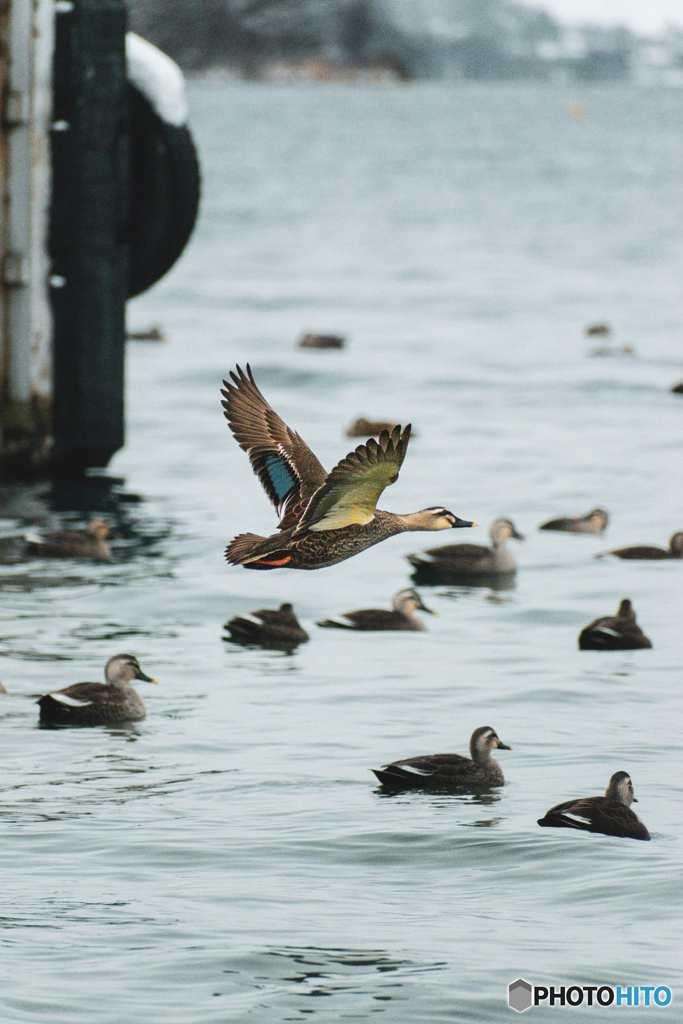 自由に羽ばたけ