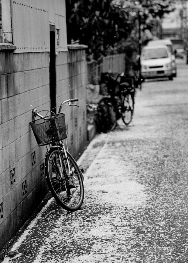 Bioter58 自転車と桜吹雪