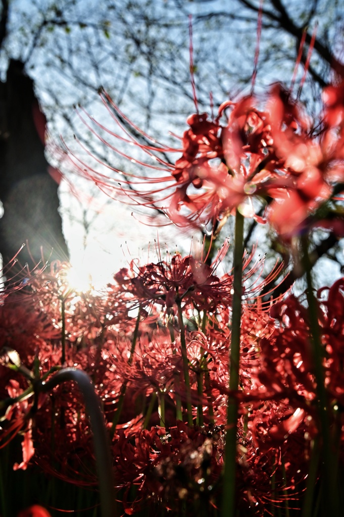 権現堂の彼岸花